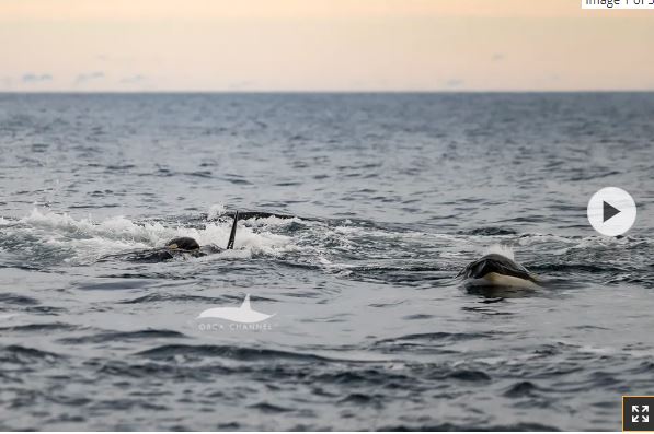 بلافاصله پس از تولد، اورکاها دایره‌ای محافظتی دور نوزاد تشکیل دادند.